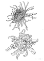 这是我见过最好的工笔菊花画法（附线描画谱）！