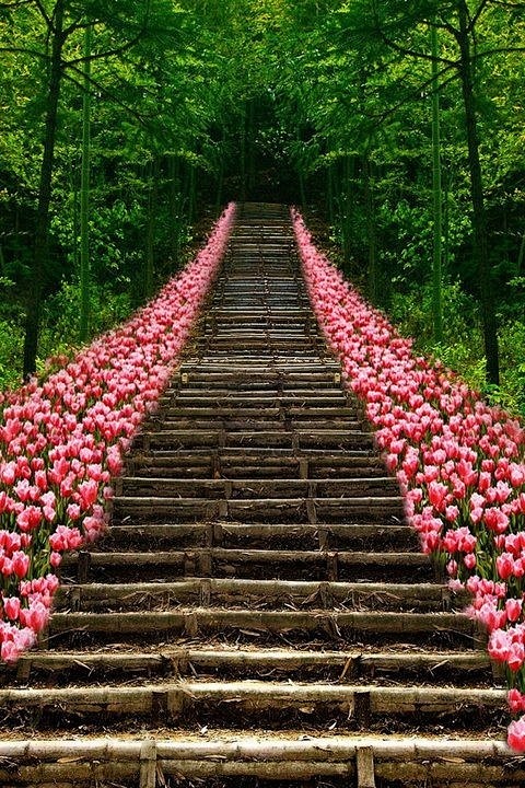 Path of pink tulips