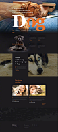 宠物类网站看这些就够了！】狗年话狗的网页系列，干净的画面更能突显宠物的温馨，加点暖色调起到点睛之笔哦！ 