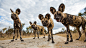  © Will Burrard-Lucas