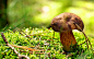 Download Wallpaper 5120x3200 A mushroom in the green grass