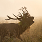 Richmond Park - 05, October 2015
photo by Sirli Raitma