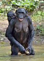 倭黑猩猩和幼崽站在水里