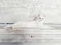 White Cat