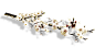 觅元素58a6e8115baaa  花、白色的花、白色桃花png