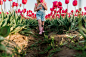 Family tulip field photos 