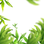 植物素材png