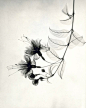 『创意摄影』X射线下的花卉摄影 - 新摄影