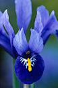 Iris reticulata 'Harmony':