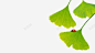 银杏叶高清素材 绿色 背景装饰 银杏叶 免抠png 设计图片 免费下载