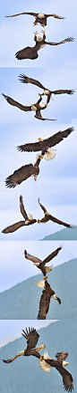 白头海雕的求爱仪式非常壮观。在交配季节，看对眼的双方会一起在空中飞行，并且不断呼叫对方。在飞行时，其中一方会面朝上飞到另一方身下(图1)去邀请对方抓住其爪子。当尝试成功，两只鹰会在“双爪紧扣”的情况下“自由落体”，高速旋转坠向地面，直到快接地时才分开