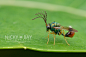 作品分享：奇异的昆虫微距摄影_艺术中国