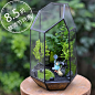 玻璃龙猫苔藓微景观多肉花盆景植物盆栽创意苔藓生态瓶办公室绿植