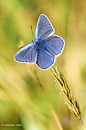 Photograph Blue velvet by Ondrej Pakan on 500px