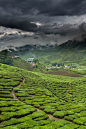 Green Tea Factory - Fujian Province, China