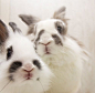 hiiii bun-buns. #rabbits #bunny #cuteness