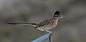 Great roadrunner (adult) by _Lady_bird_ on 500px