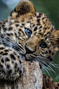 Leopard cub by Sarah Walton | (Website)