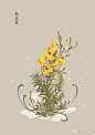 #365天生日花# 1月10日 生日花：荆豆花（Golden Gorse），花语：丰饶（Fertility）