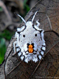 insectlove:

Forest Sheild Bug (Nymph) - Pentatoma rufipes, Alawwa, Sri Lanka

by Nuwan Chathuranga

