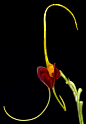 Masdevallia lata  三尖兰阔
