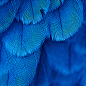 蓝色,梦幻,羽毛,质感,纹理,主图图库,png图片,网,图片素材,背景素材,3580298@北坤人素材