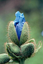 喜马拉雅蓝罂 Meconopsis：生长在中国青藏高原及其周边，18世纪就受到西方植物学家关注。不仅拥有炫目的色彩，在中国藏文化史上也具有重要地位。早期，瑞典植物学家林奈曾称之为"欧洲蓝罂粟”，后来许多学者认为应把"蓝罂粟"改为"喜马拉雅蓝罂粟"
