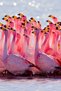 Mating Ritual: James's Flamingo