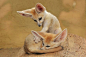 Cute Fennec Foxes: get up sleepy head!