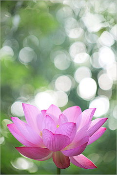 剑雨飘香采集到花事