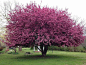 Beautiful Crabapple Tree