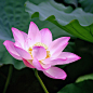 Lotus Blossom