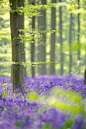 紫色花丛海报背景树林高清素材 平面电商 创意素材