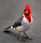 Red Crested Cardinal | feathered friends and things with wings