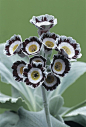 西洋樱草 Primula auricula：又名欧洲报春花。樱草属、是报春花科底下的一个属，许多为观赏花卉。在德语又称钥匙花（Schlüsselblumen），源自德国传说故事