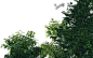 植物素材png