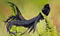 【2013-12-19】南非鸟类保护区，身着繁殖羽的雄性长尾寡妇鸟(长尾巧织雀) (© Richard Du Toit/Corbis)