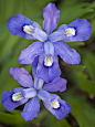 Dwarf Crested Iris (Iris cristata)