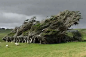 新西兰一处风吹树斜奇景：刚好生长在新西兰南端的边坡上，不断受到大风劲吹，却又能坚持生长。