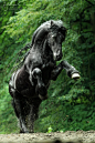 Friesian | poses inspirations a.k.a. equines in action