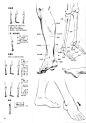 #绘画参考学习#腿脚肌肉结构