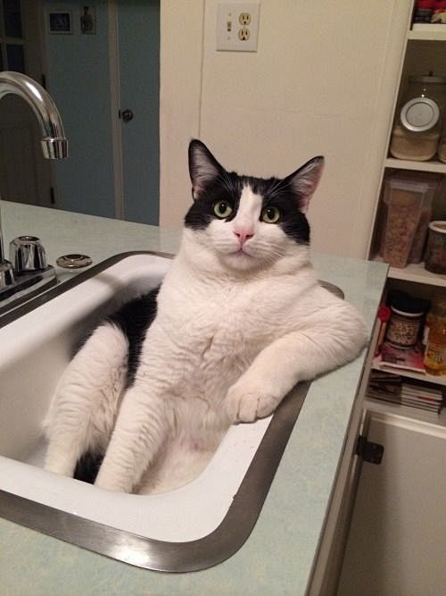 郁闷,浴缸,黑白猫 <a class="...
