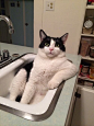 郁闷,浴缸,黑白猫 #喵星人#