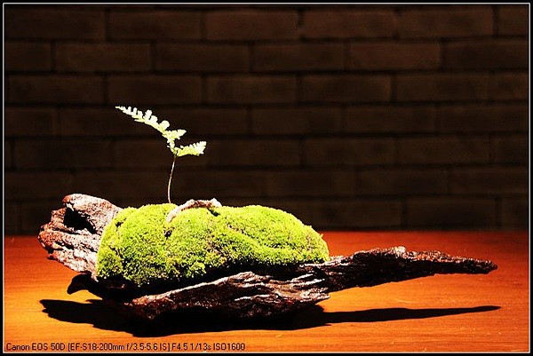 寂静的相册-我的苔藓盆景