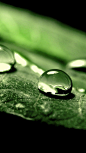 Macro Dew Green Leaf Android Wallpaper.jpg (1080×1920)