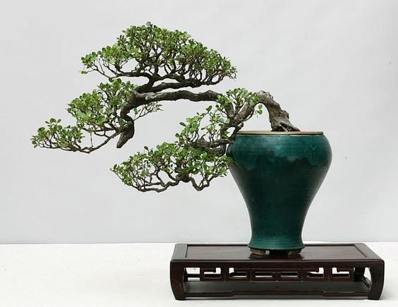 Foto: Bonsai Clubs I...