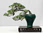 Foto: Bonsai Clubs International