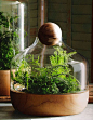 terrarium: 