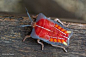 Sticking with stink bugs, meet the colorful lychee stink bug all the way from Chiang Mai! What a beauty!"Tessaratoma papillosa" spotted by Rob Thacker:http://www.projectnoah.org/spottings/658456002 
through Project Noah