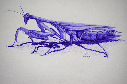 OY圆珠笔画：螳螂